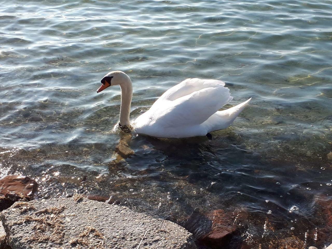 Balatonboglár Balaton View Apartment מראה חיצוני תמונה